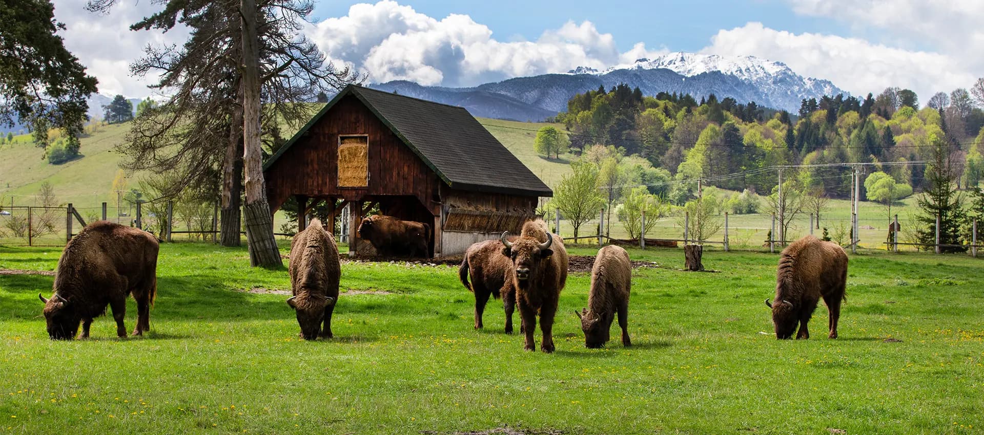 Rezervația de Zimbri Vama Buzăului